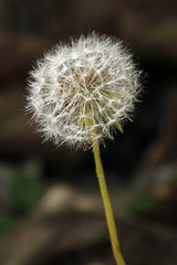 Diente de león/Dandelion