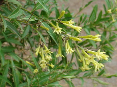 Duraznillo negro/Cestrum euanthes