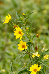 Flechilla/Larger bur-marigold