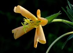 Flor de la oración/Longflowere evening primrose