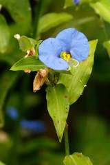 Flor de Santa Lucía/Whitemouth dayflower