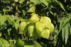 Globito cipó/Balloon vine