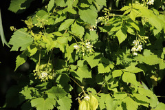 Globito cipó/Balloon vine