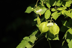 Globito cipó/Balloon vine