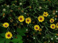 Grindelia pulchella