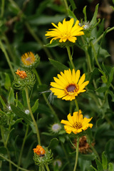 Margarita amarilla/Grindelia pulchella