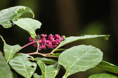 Hierba carmín/American pokeweed