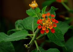 Lantana