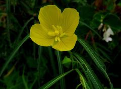 Duraznillo de agua/False loosestrife