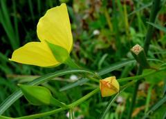 Duraznillo de agua/False loosestrife