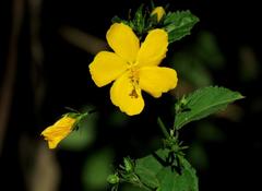 Malva del bosque/Pavonia sepium