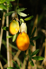 Mburucuyá/Passion flower