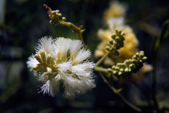 Ñapinday/Acacia bonariensis