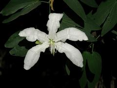 Pata de vaca/Cow's foot