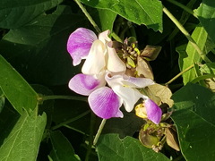 Poroto de campo/Wild pea