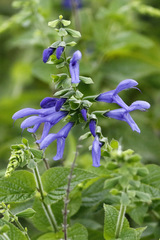 Salvia azul/Blue anise sage