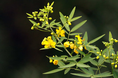 Sen del campo/Buttercup tree