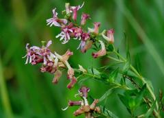 Sietesangrías/Cuphea fruticosa