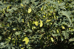 Tipa/Tipu tree