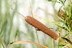 Totora/Cattail