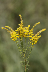 Vara de oro/Brazilian arnica