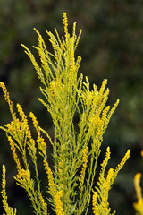 Vara de oro/Brazilian arnica