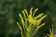 Vara de oro/Brazilian arnica