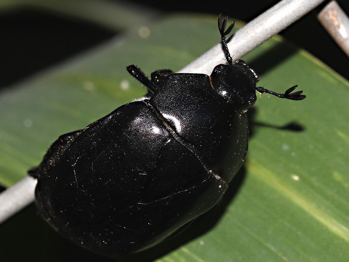 Shining leaf chafer/Macraspis morio