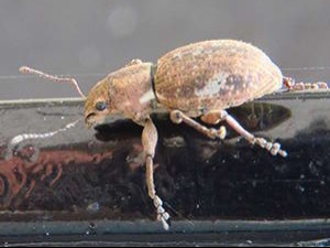 Fuller's Rose weevil/Naupuctus cervinus