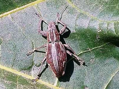 Burrito de la vid/Naupuctus xanthographus