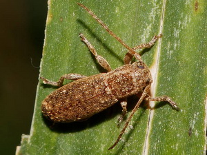 Escarabajo de antenas largas/Parmenonta maculata