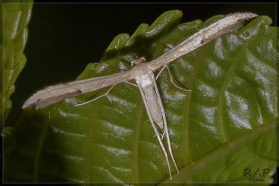 Polilla pluma