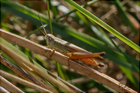 Slant-faced grasshopper