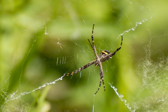 Silver argiope