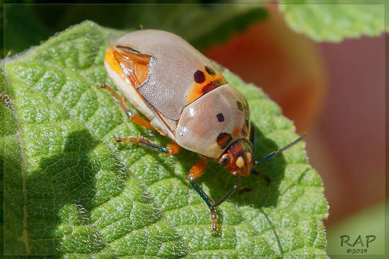 Shield-backed bug