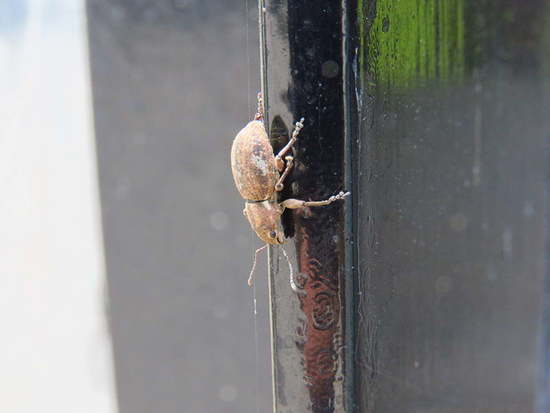 Fuller's Rose weevil