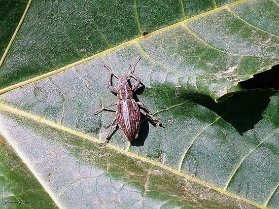 South American Fruit Tree Weevil