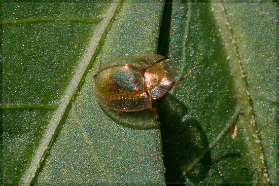 Escarabajo tortuga de oro