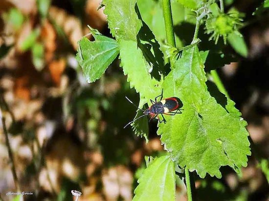 Red Bug