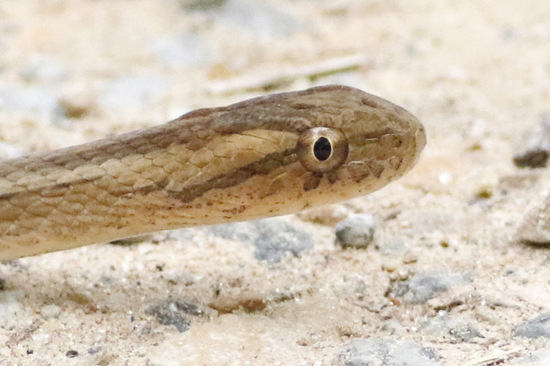 Culebra ojo de gato