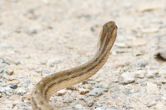 Culebra ojo de gato