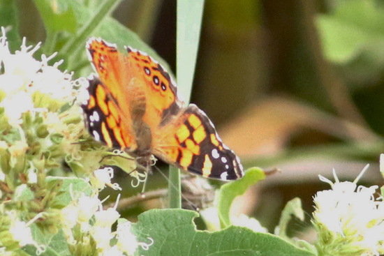 Dama manchada 