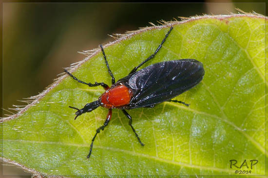 March fly