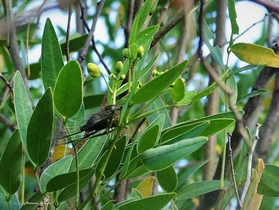 Cicada