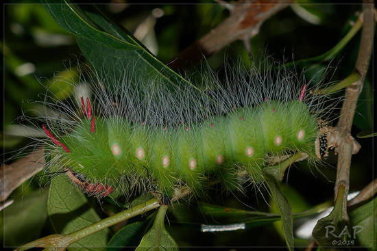 Polilla imperial