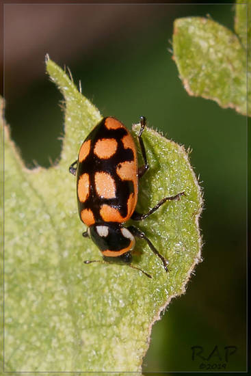 Lady beetle