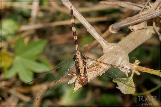 Dragonfly