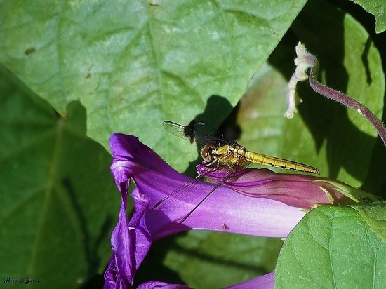 Dragonfly/Skimmers