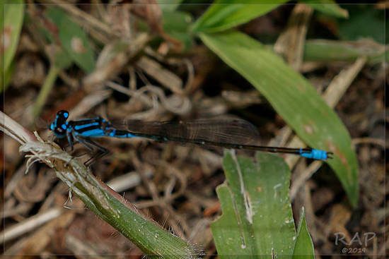 Damselfly