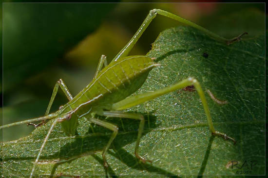 Katydid